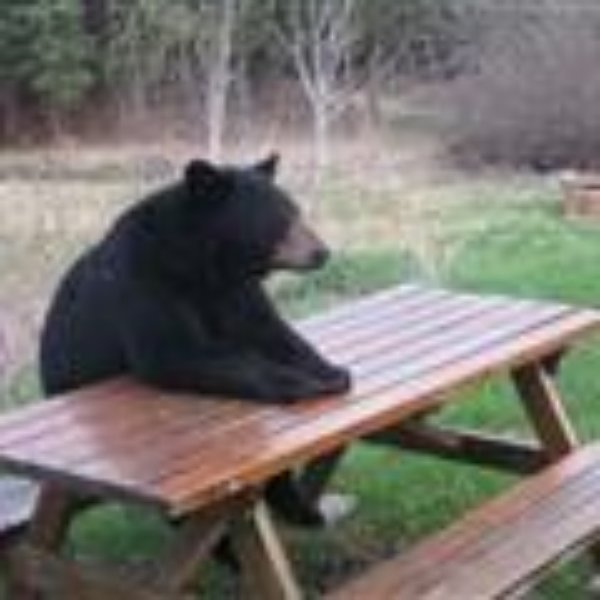 Reddit: Lonely Bear meme template