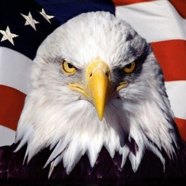American Pride Eagle meme template