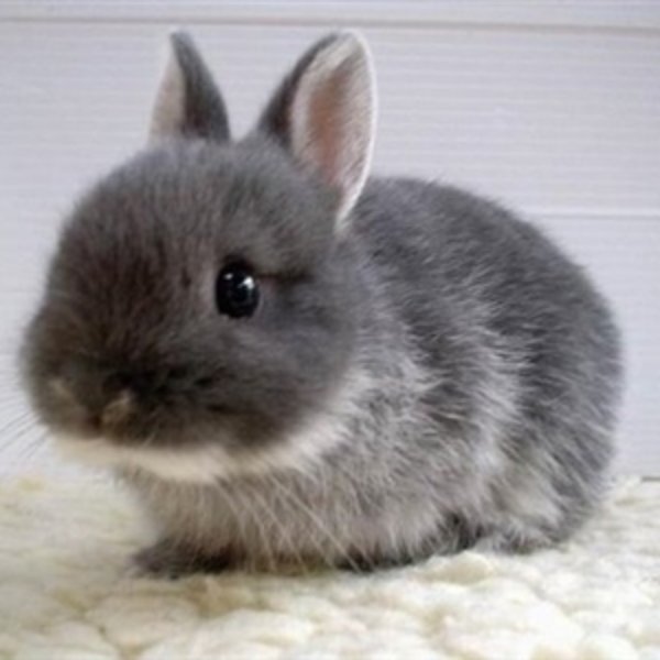 ADHD Bunny meme template