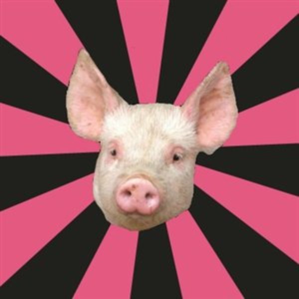 Pink Floyd Fan Pig meme template