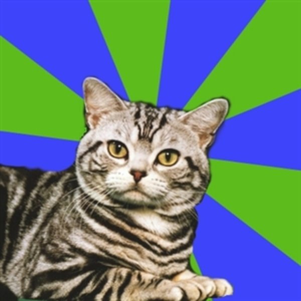 Introvert Cat meme template