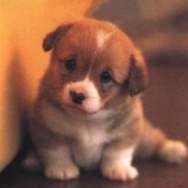 cute puppy meme template