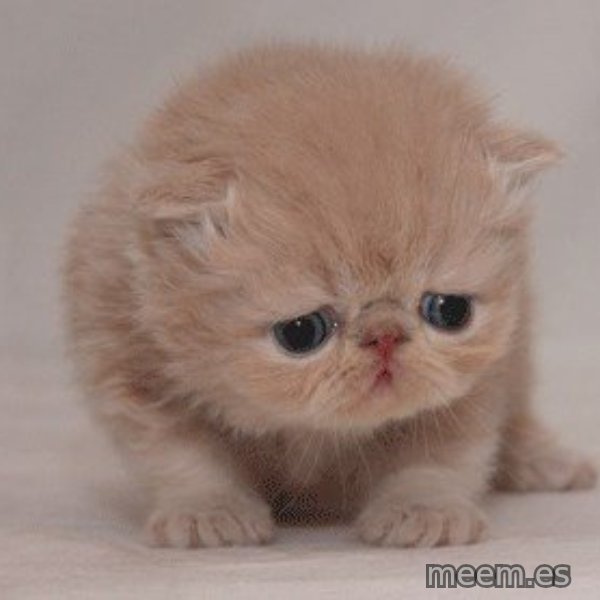 Super Sad Cat meme template
