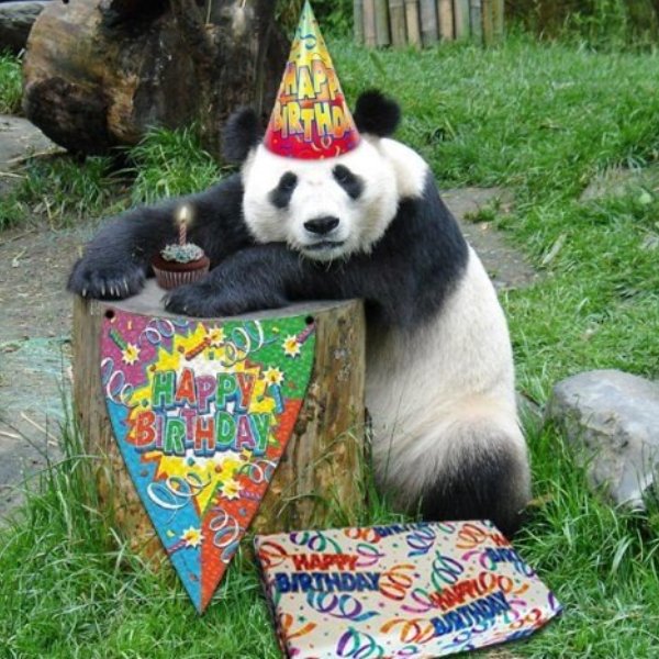 Happy Birthday Panda meme template