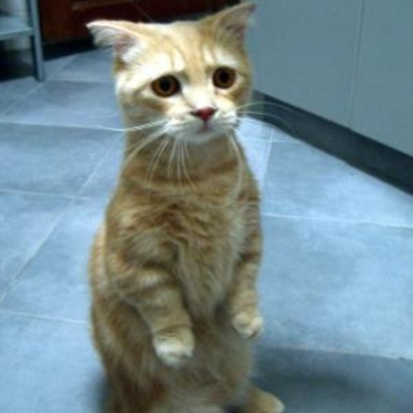 Sad Kitty meme template