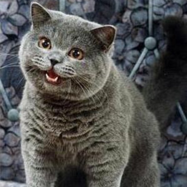 I can has cheezburger? meme template