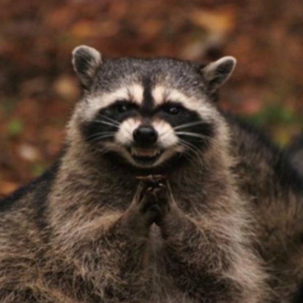 evil raccoon meme template