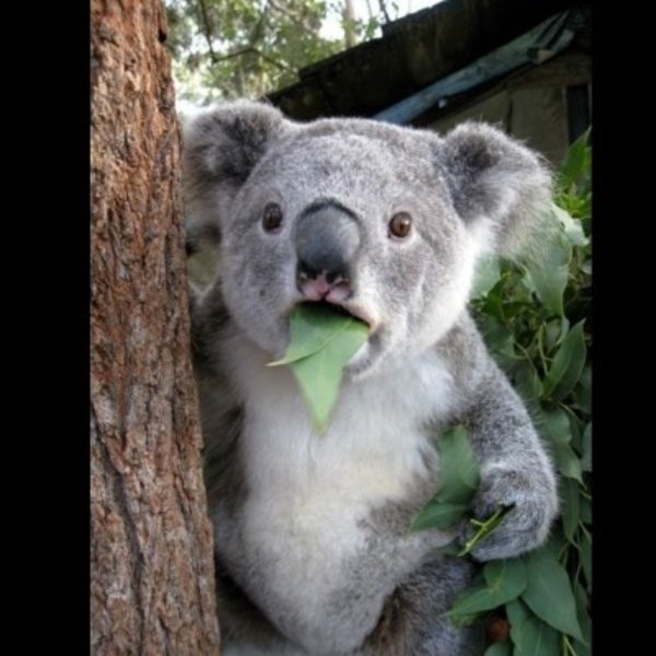Koala can't believe it meme template
