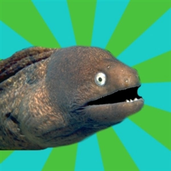 Anguila ordinaria meme template