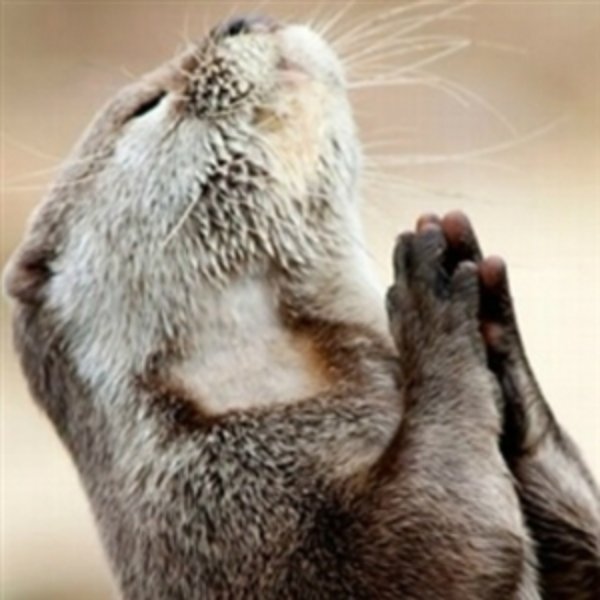 Praying Otter meme template