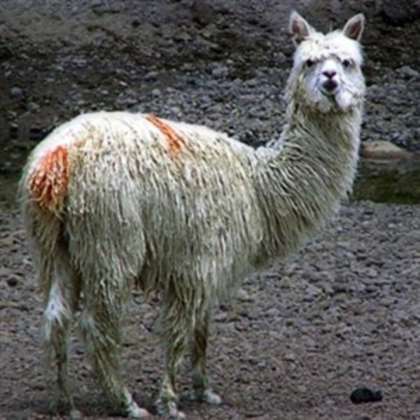Drama Llama meme template