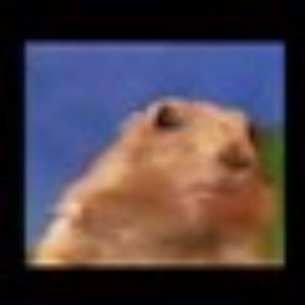 Dafuq? Chipmonk meme template