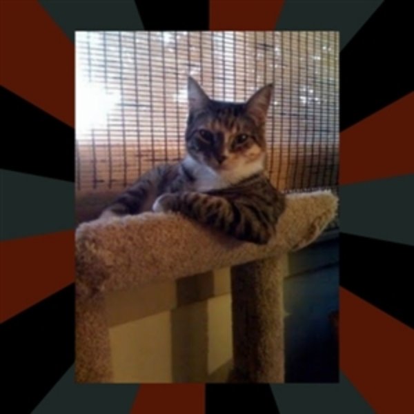 The Most Interesting Cat in the World meme template