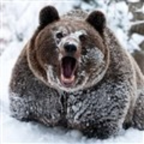 Clean Cocaine Bear meme template
