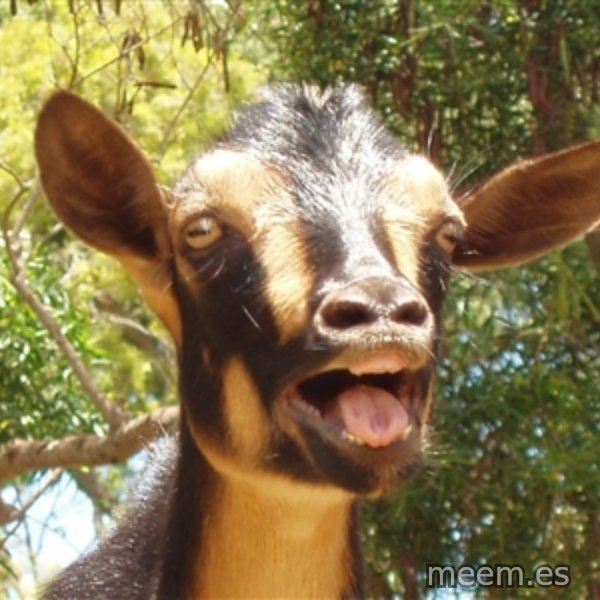 Illogical Goat meme template