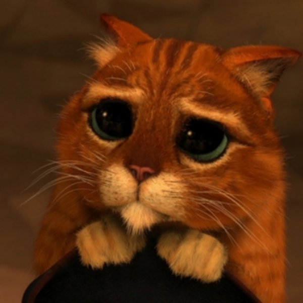 Shrek Cat V1 meme template