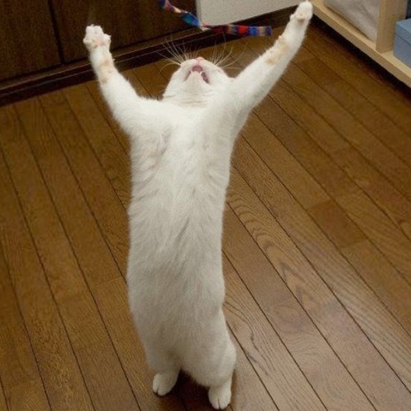 praise the lord cat meme template