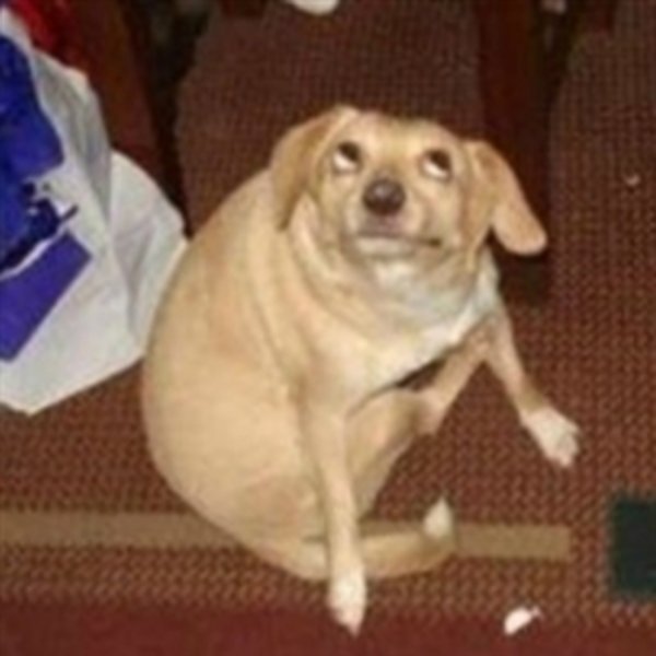 Oh You Dog meme template
