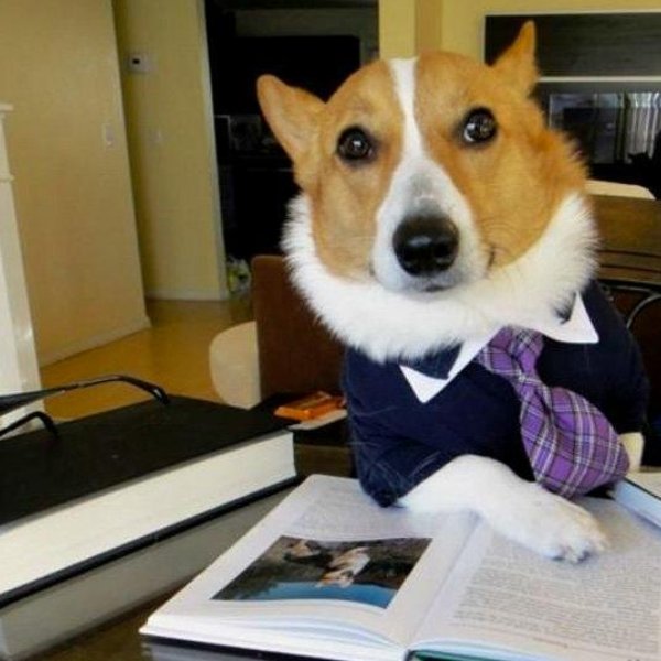 Dog Lawyer meme template
