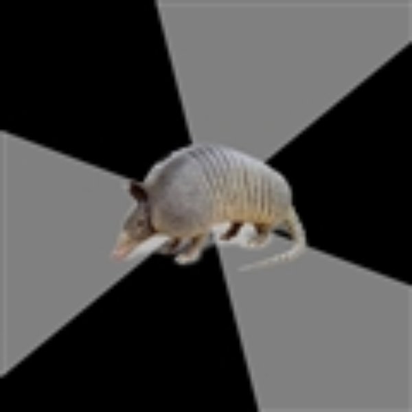 English Major Armadillo meme template