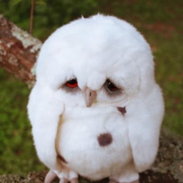Sad Owl Baby meme template