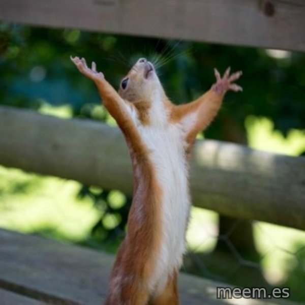 Praising Squirrel meme template