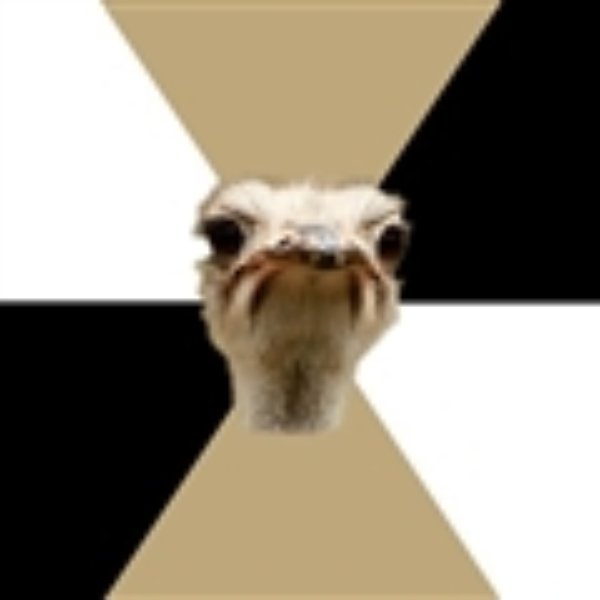 Music Major Ostrich meme template