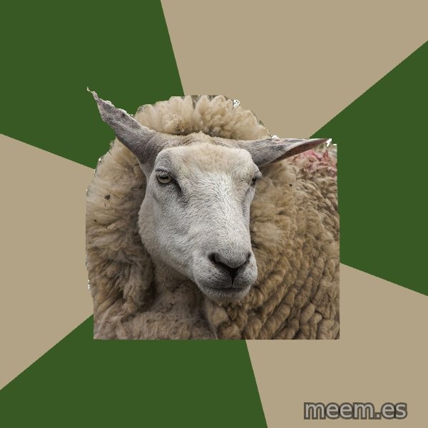 Sociology Student Sheep meme template