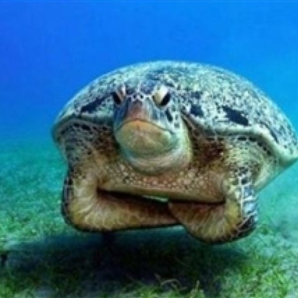 disappointed turtle meme template