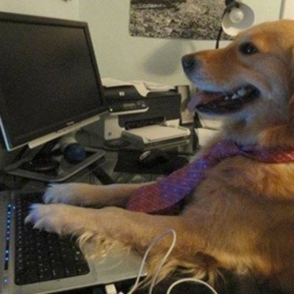 I have no idea what I'm doing - Dog with Tie meme template