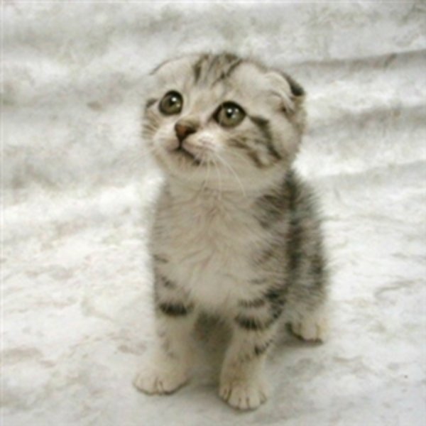 Can haz cat meme template