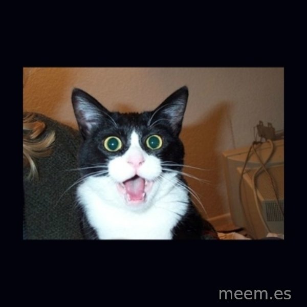 shocked cat meme template