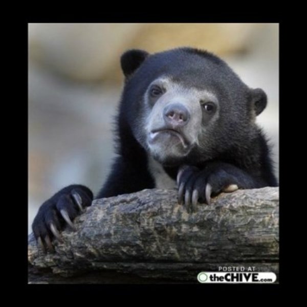 sad bear meme template