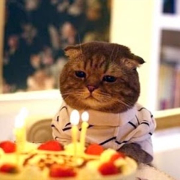 Birthday Cat meme template