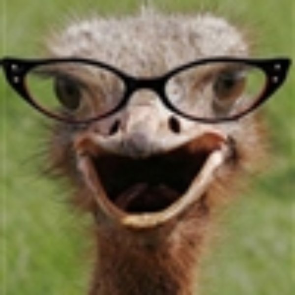 Judgemental Bookseller Ostrich meme template
