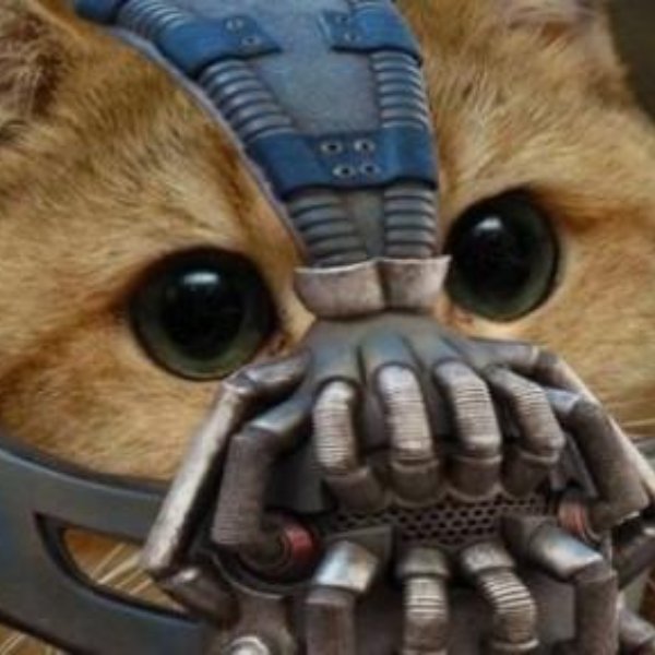 bane cat meme template