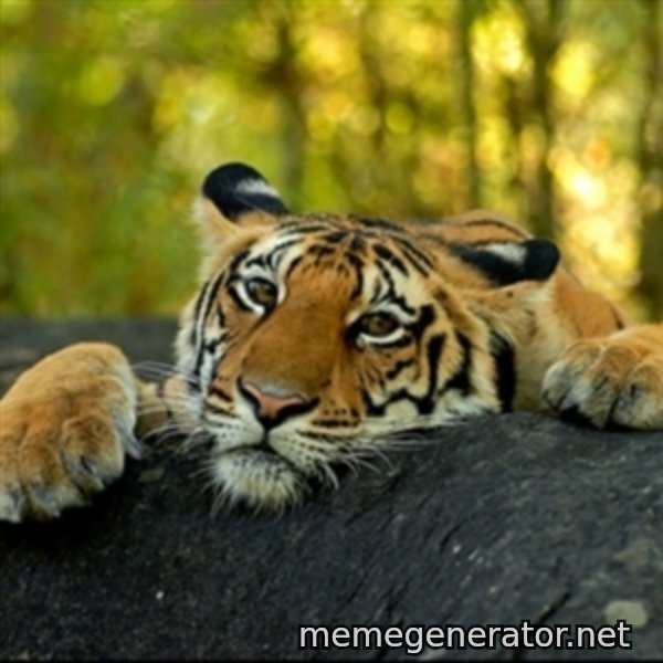 Confession Tiger meme template