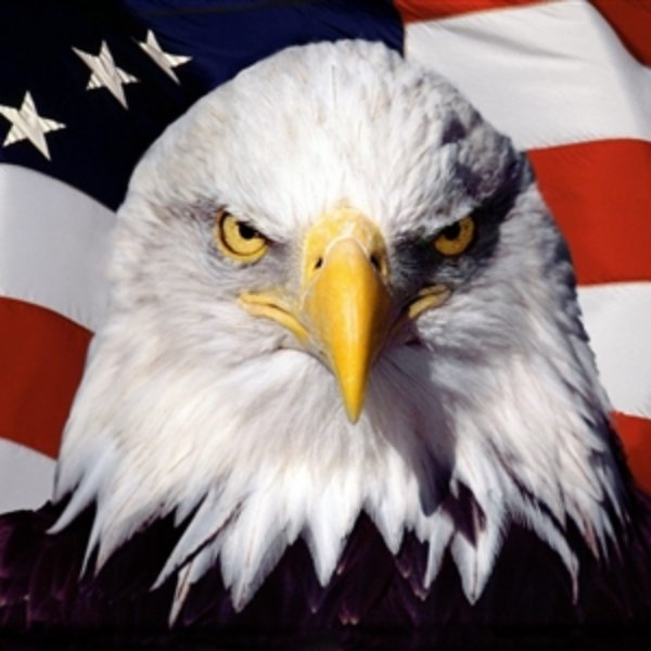 Patriotic Eagle meme template