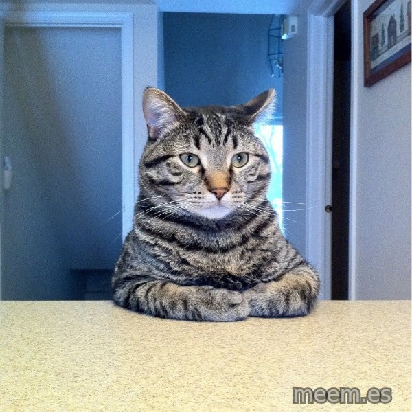 Chris Hansen Cat meme template