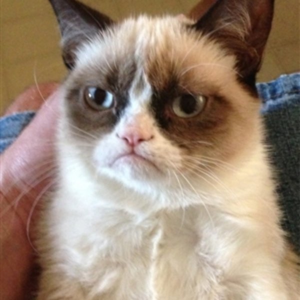 Grumpy Cat Face meme template