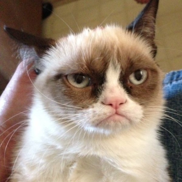 Grumpy Cat 2 meme template