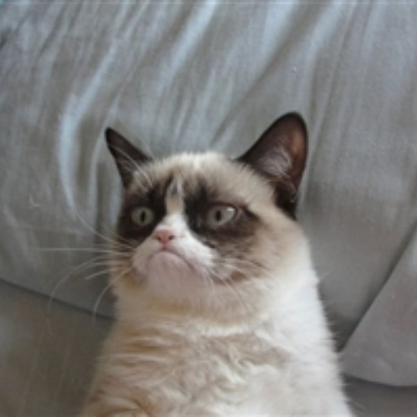 Grumpy cat 5 meme template