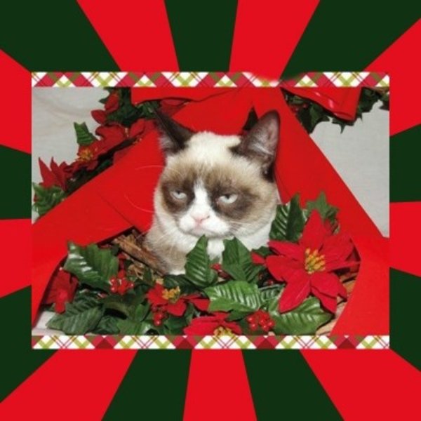 GRUMPY CAT ON CHRISTMAS meme template