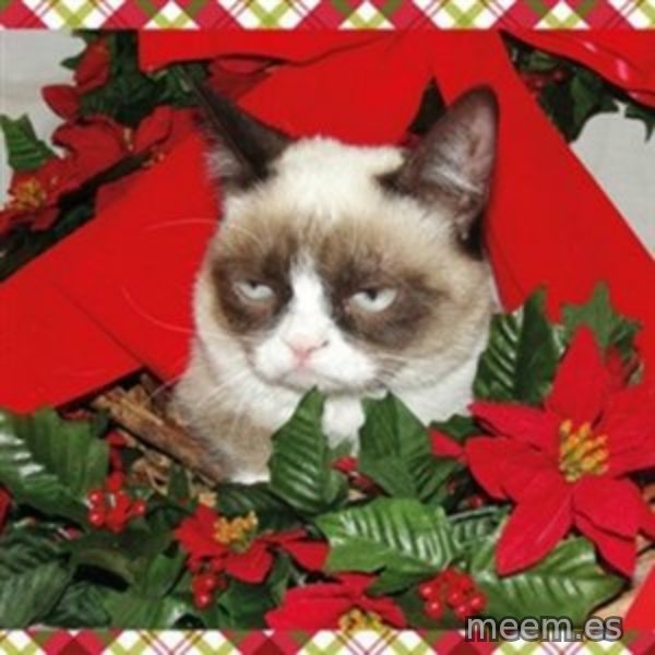 Grumpy Christmas Cat meme template