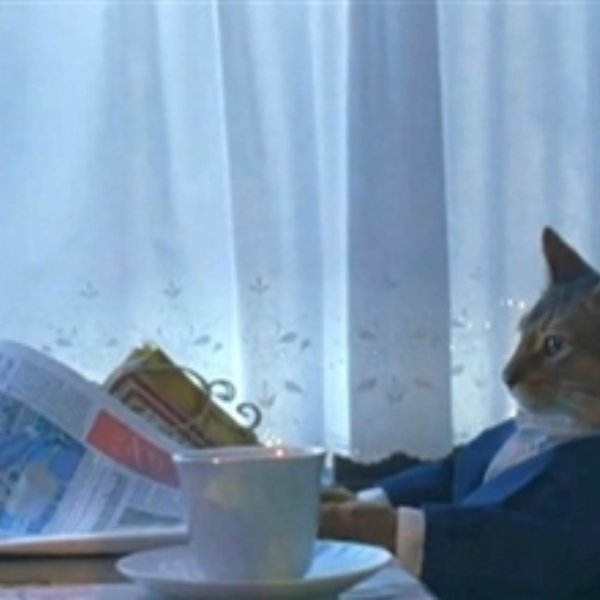Sophisticated Cat meme template