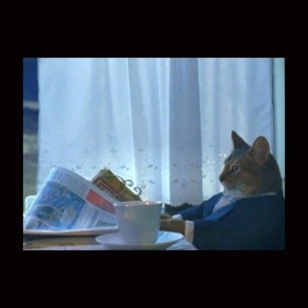 i should buy a boat cat meme template