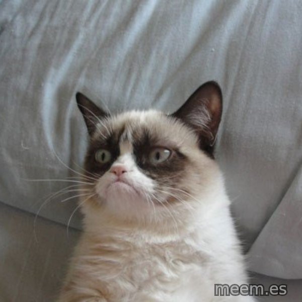 Grumpy cat good meme template