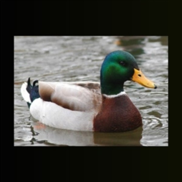 good advice duck meme template