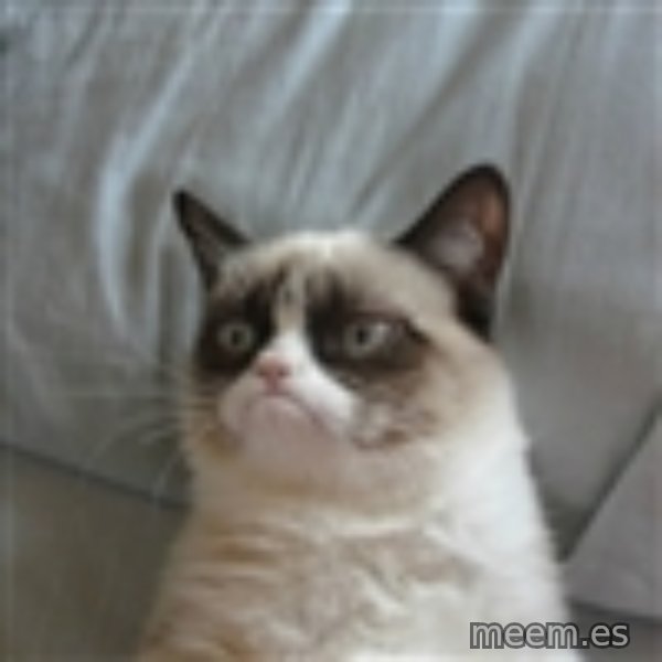 Grumpy Cat ={ meme template