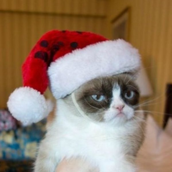 Grumpy Cat Santa Hat meme template